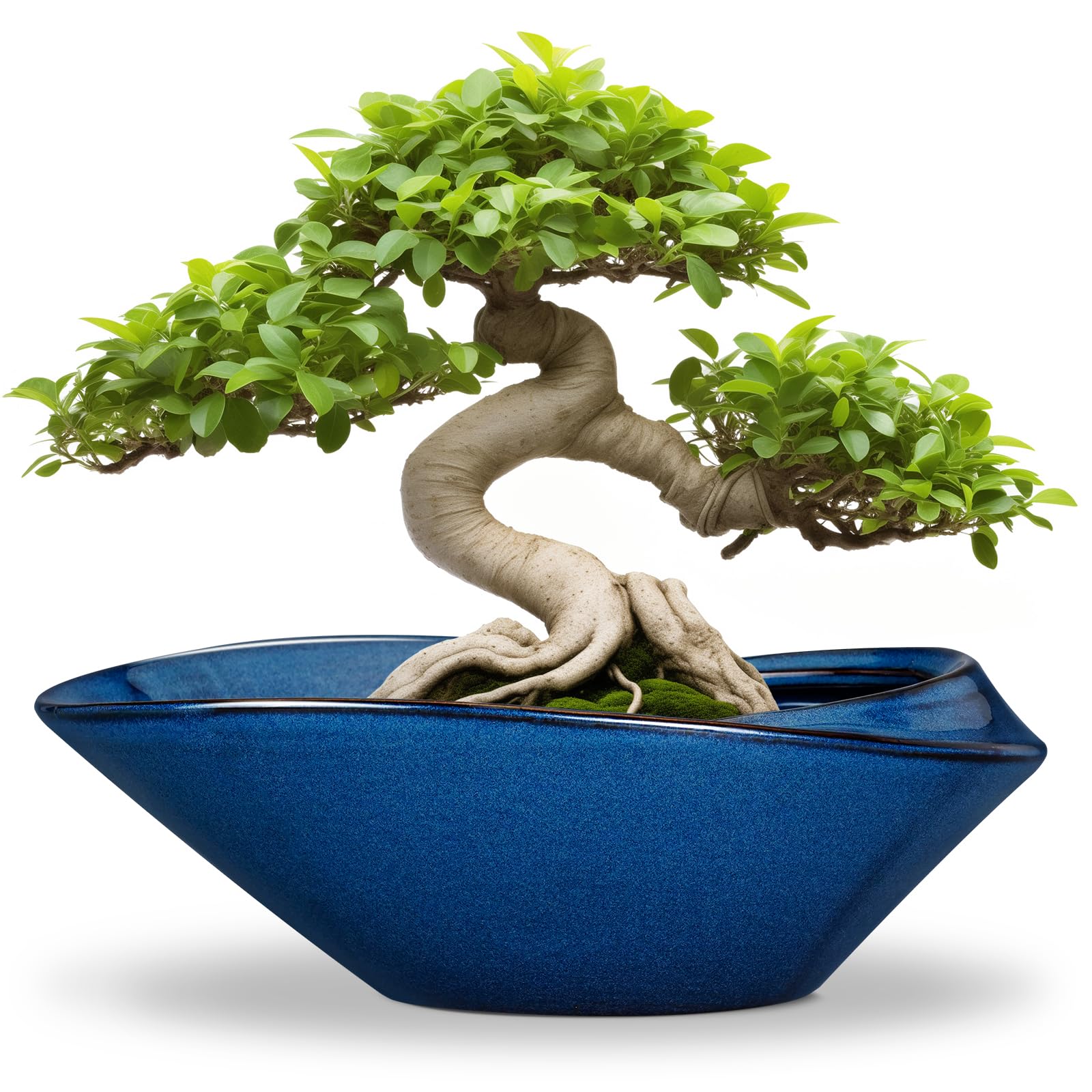 EPFamily blue bonsai pot front view showing clean modern profile and color benefit