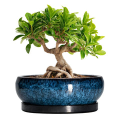 EPFamily blue bonsai pot front view showing elegant glaze and balanced shape