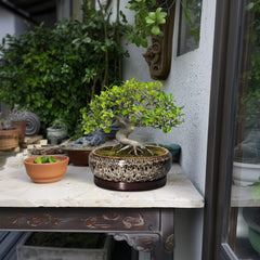 EPFamily drainage hole and matching saucer containing excess water neatly