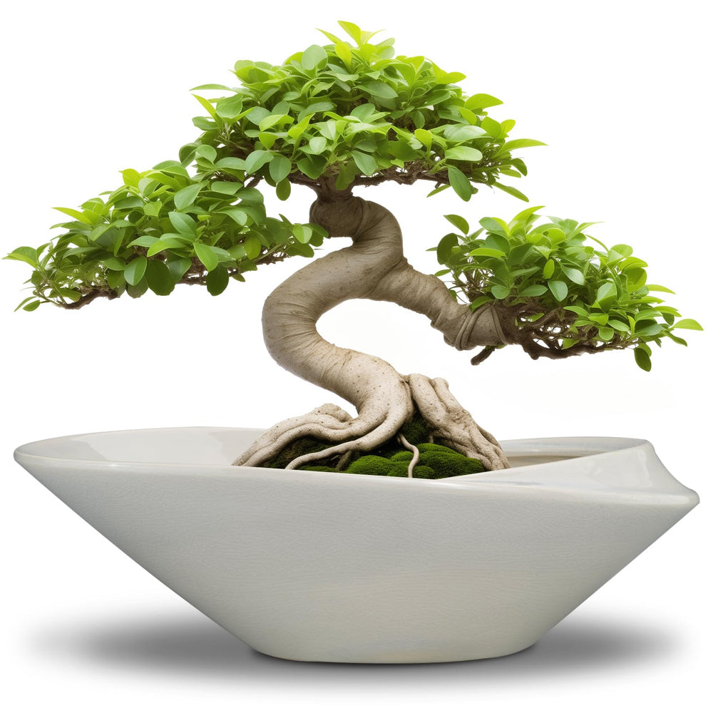 EPFamily front view of gray ceramic bonsai planter showing shape and finish benefit: stylish centerpiece