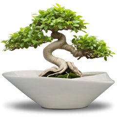EPFamily front view of gray ceramic bonsai planter showing shape and finish benefit: stylish centerpiece