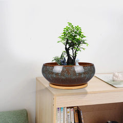 EPFamily planter in use with succulents showing tidy indoor display