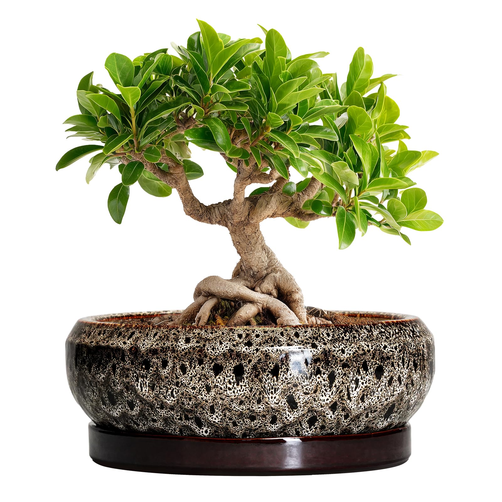 EPFamily front view of white bonsai pot showing elegant shape and stable base