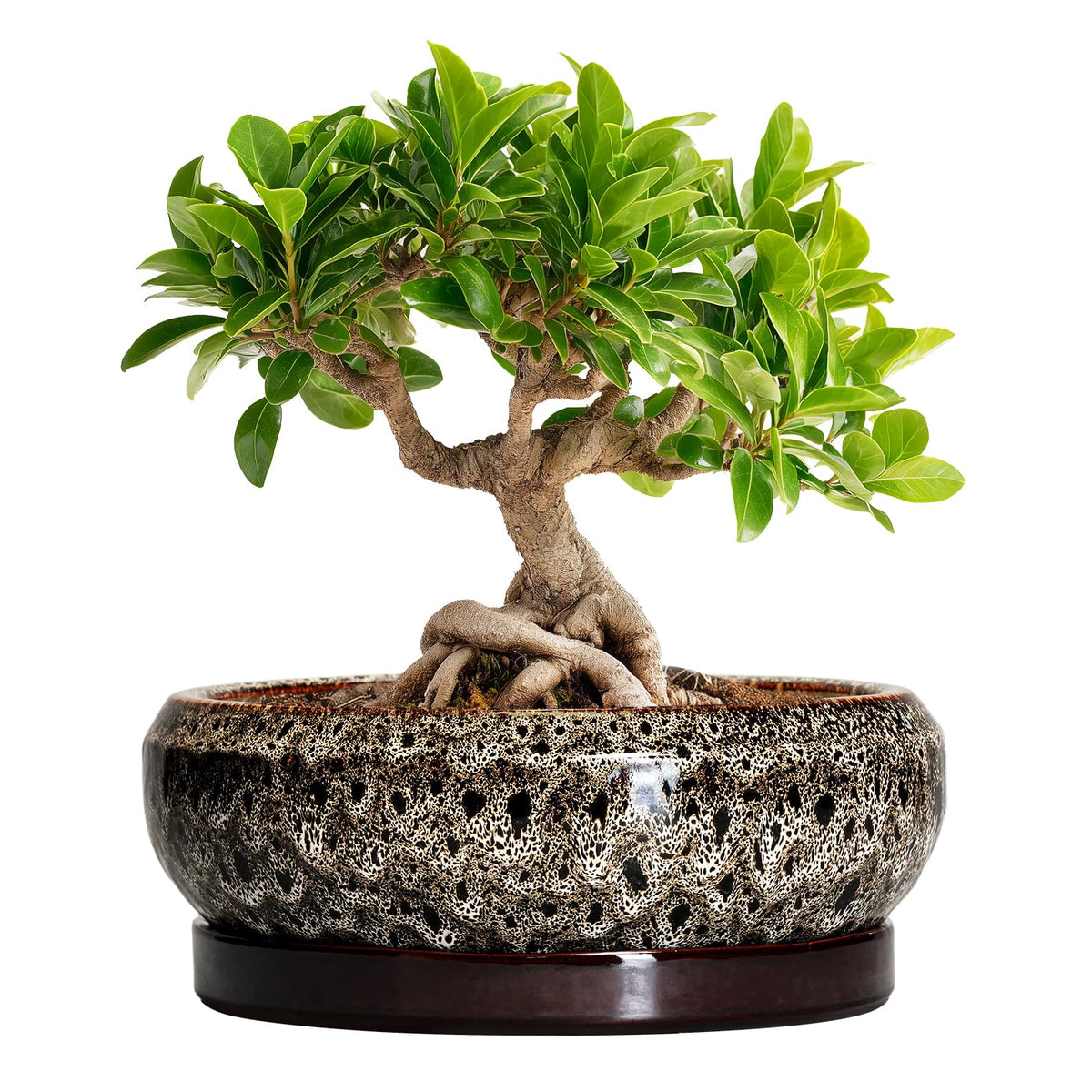 EPFamily front view of white bonsai pot showing elegant shape and stable base