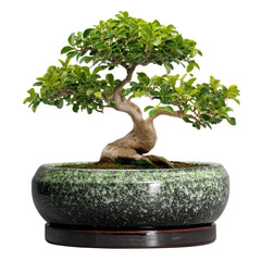 EPFamily ceramic bonsai pot front view shows elegant glazed finish and stable base