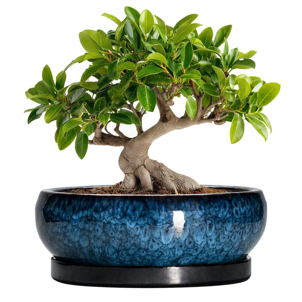 EPFamily maceta frontal azul mostrando diseño elegante y durabilidad