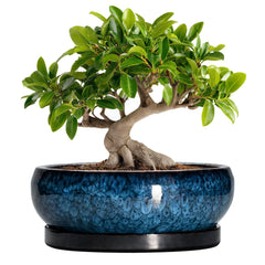 EPFamily maceta frontal azul mostrando diseño elegante y durabilidad