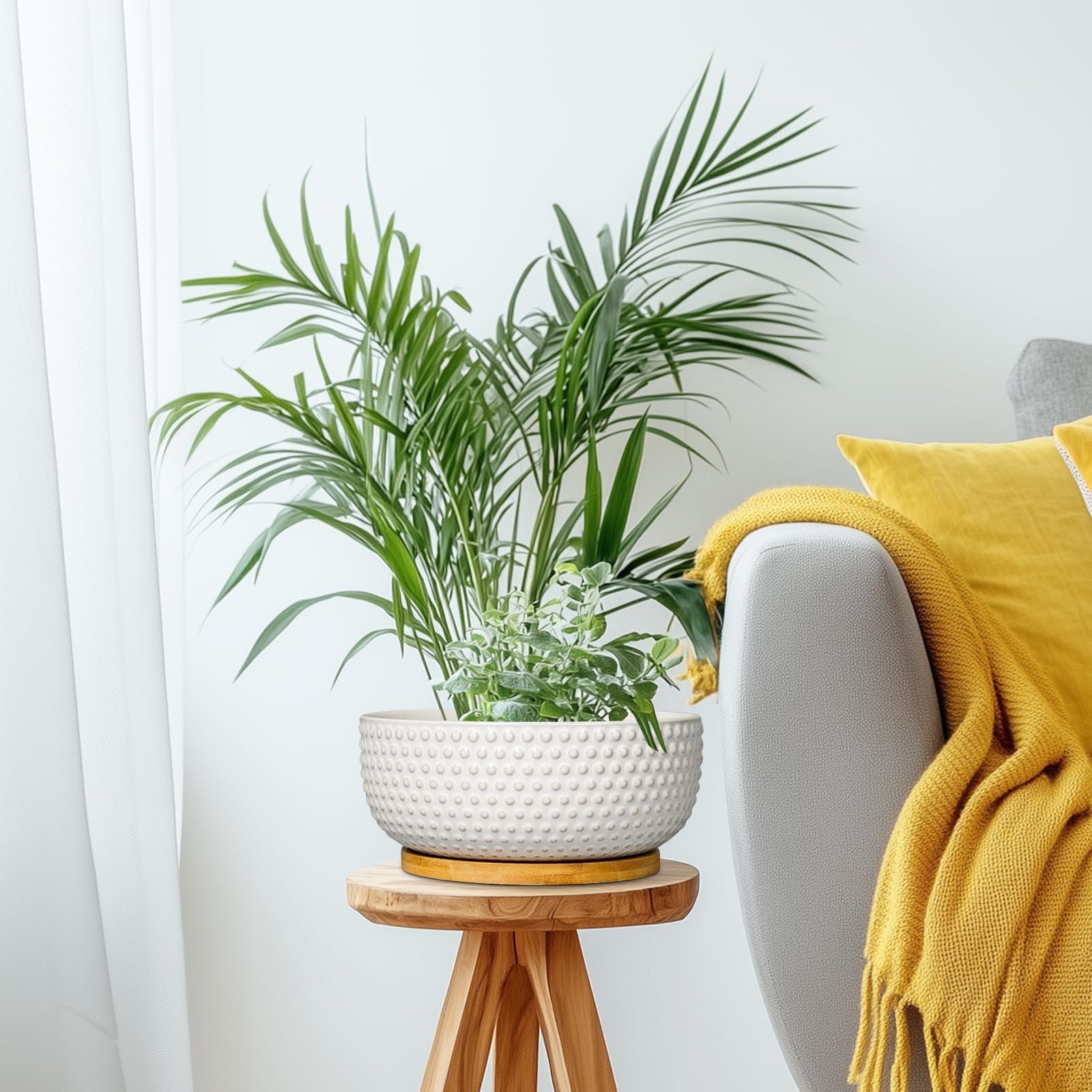 EPFamily on windowsill in natural light demonstrating bright display and healthy growth
