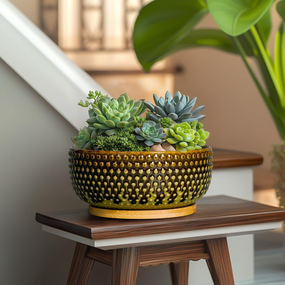EPFamily planted with succulents demonstrating healthy display and air circulation