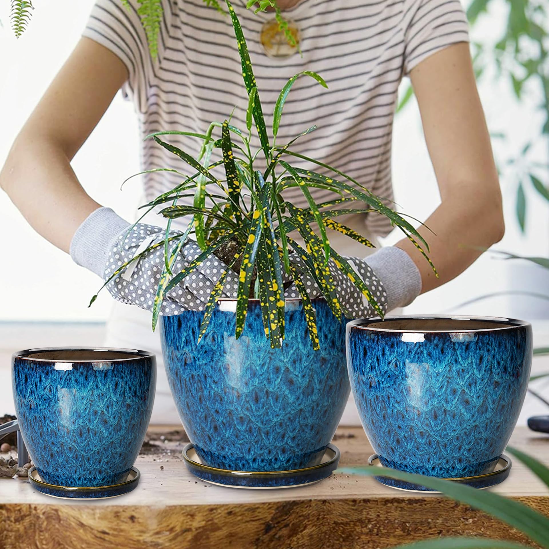 EPFamily planters styled in living room, enhances indoor decor and ambience