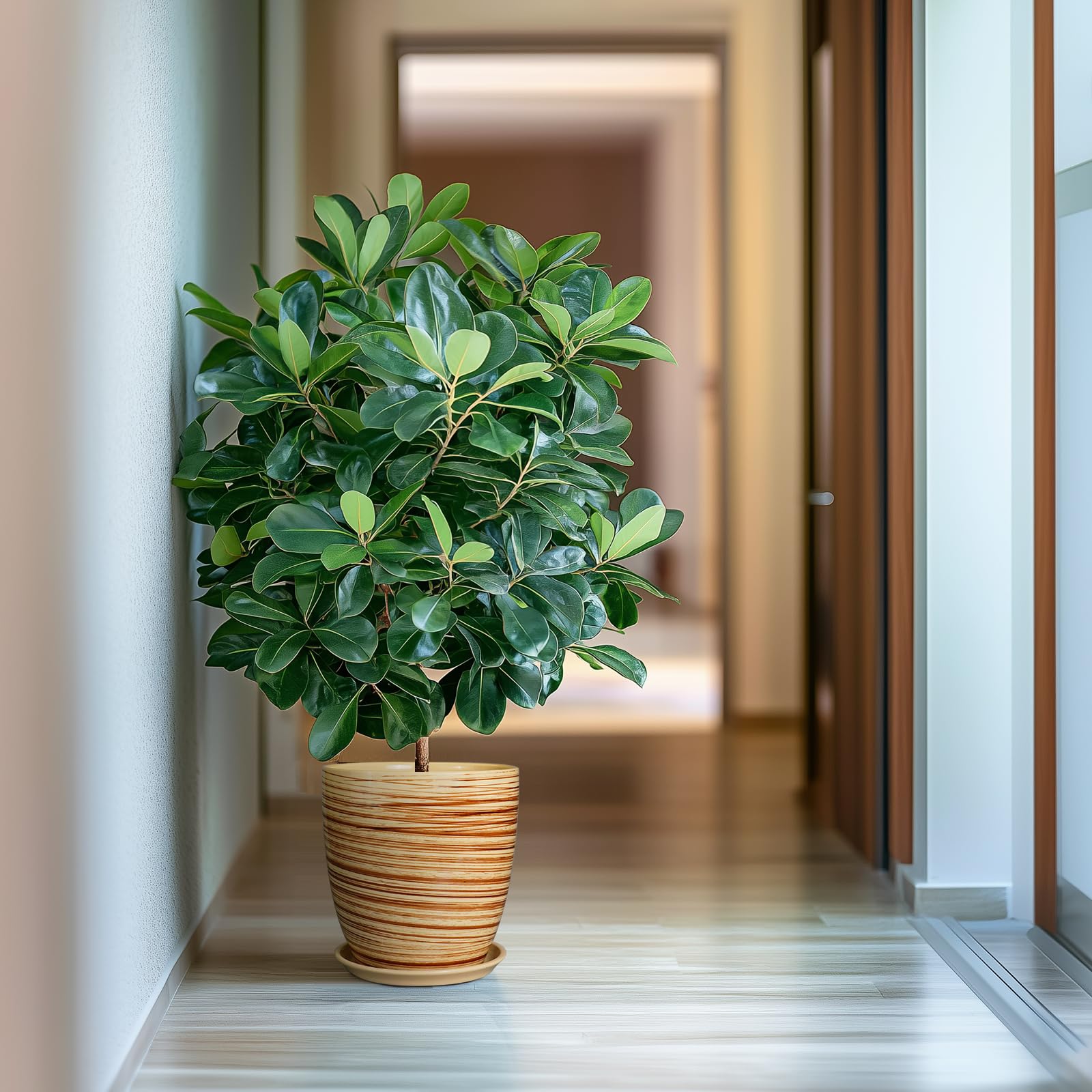 EPFamily pot size comparison next to chair, demonstrates scale for plant selection benefit