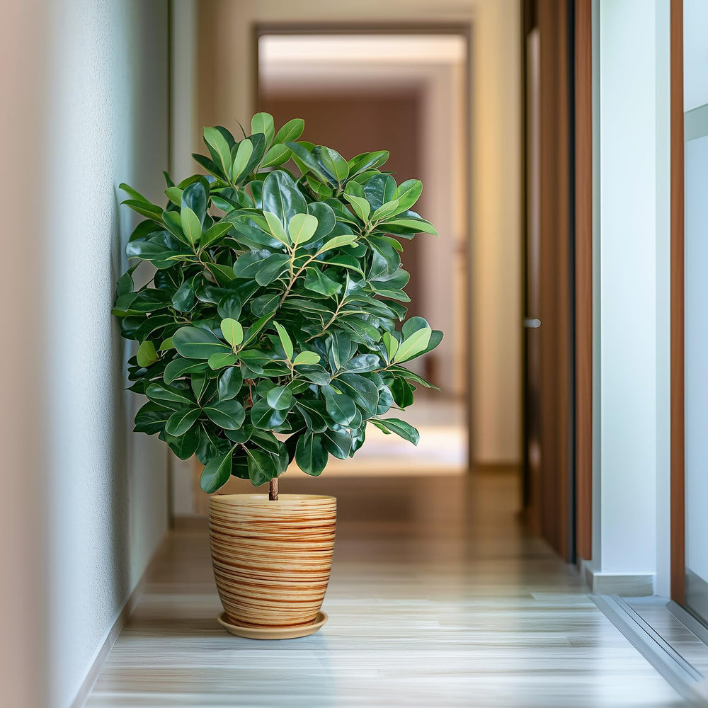 EPFamily pot size comparison next to chair, demonstrates scale for plant selection benefit
