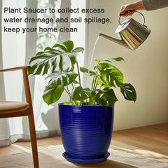 EPFamily saucer with plant in use catching runoff and protecting surface