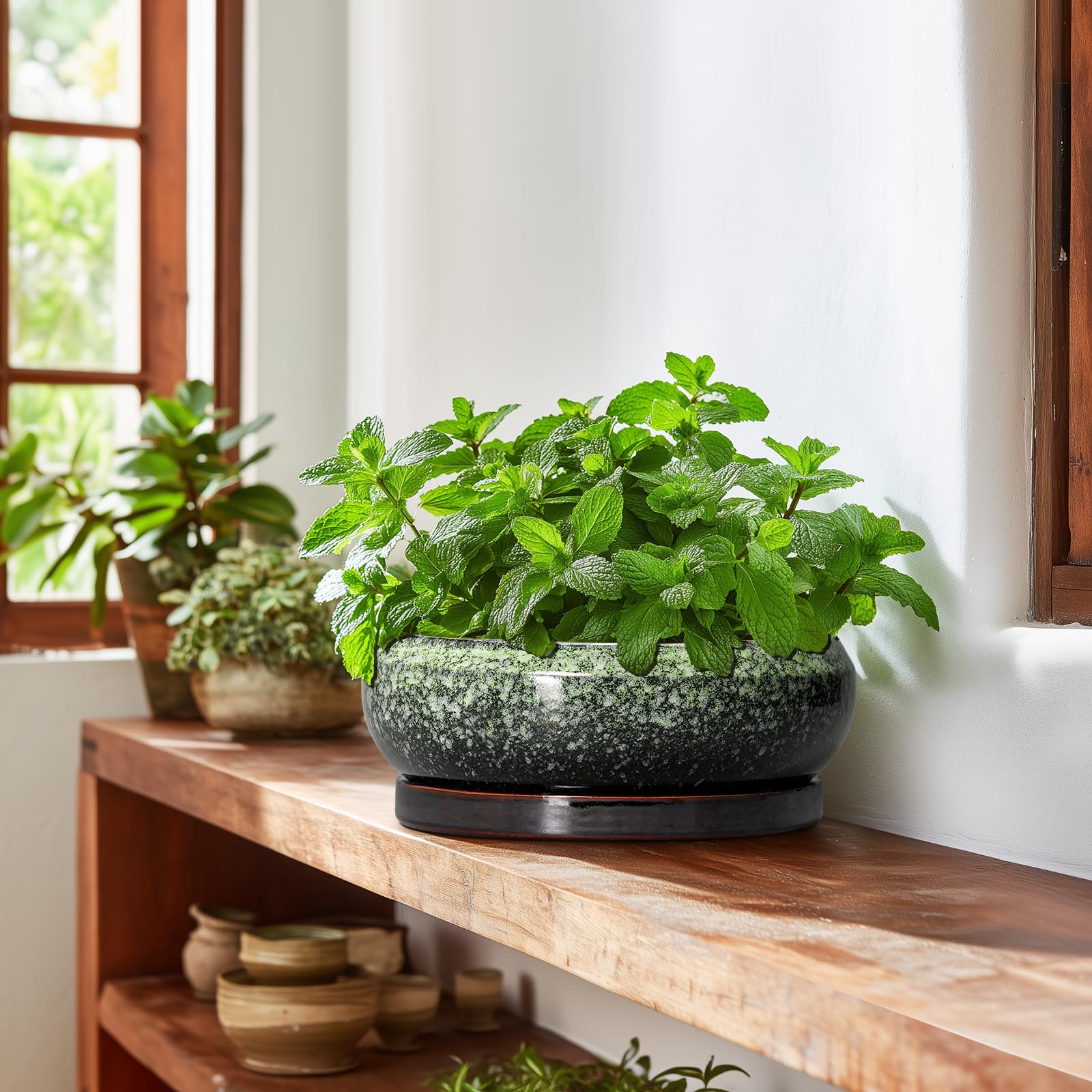EPFamily pot next to common items illustrates 10 inch size for placement planning