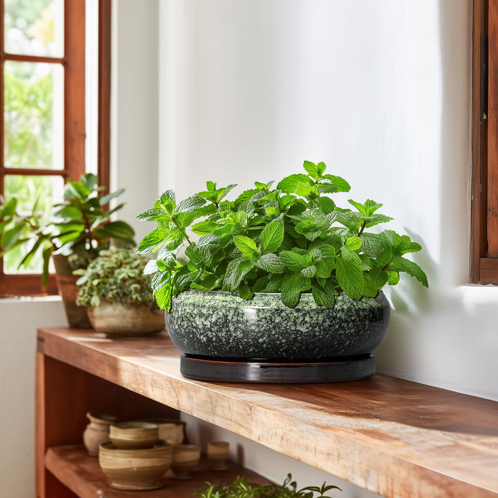 EPFamily pot next to common items illustrates 10 inch size for placement planning
