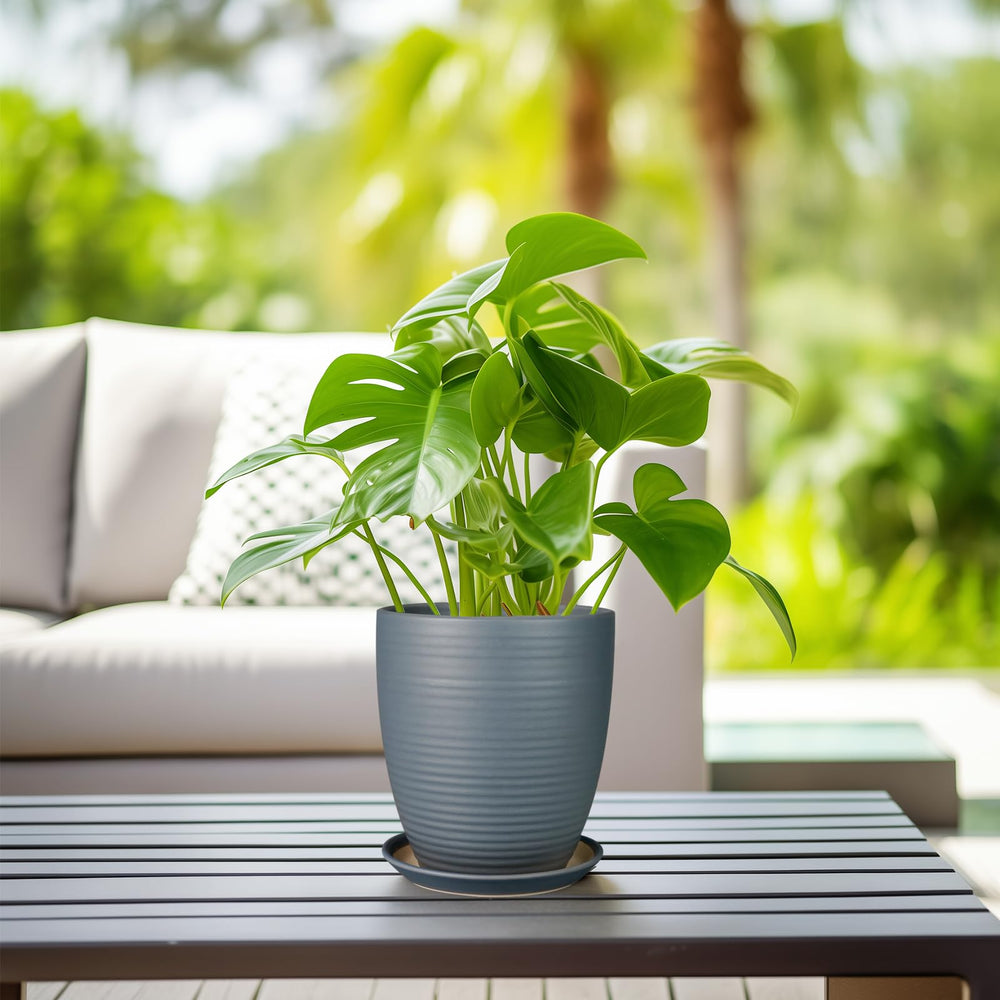 EPFamily planter beside a hand to show 8-inch scale for choosing the right plant size