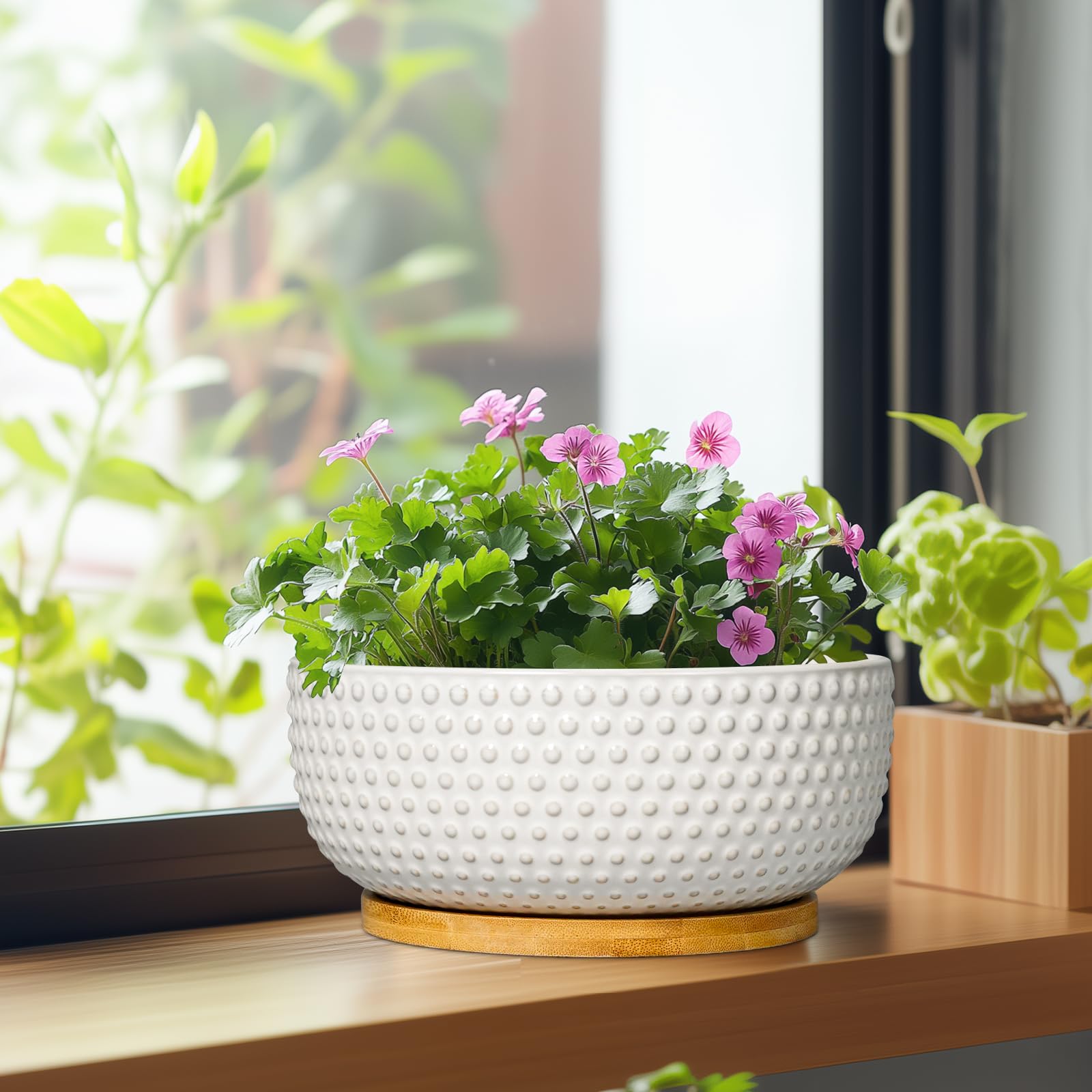 EPFamily planted with succulent on tabletop illustrating how it complements room decor