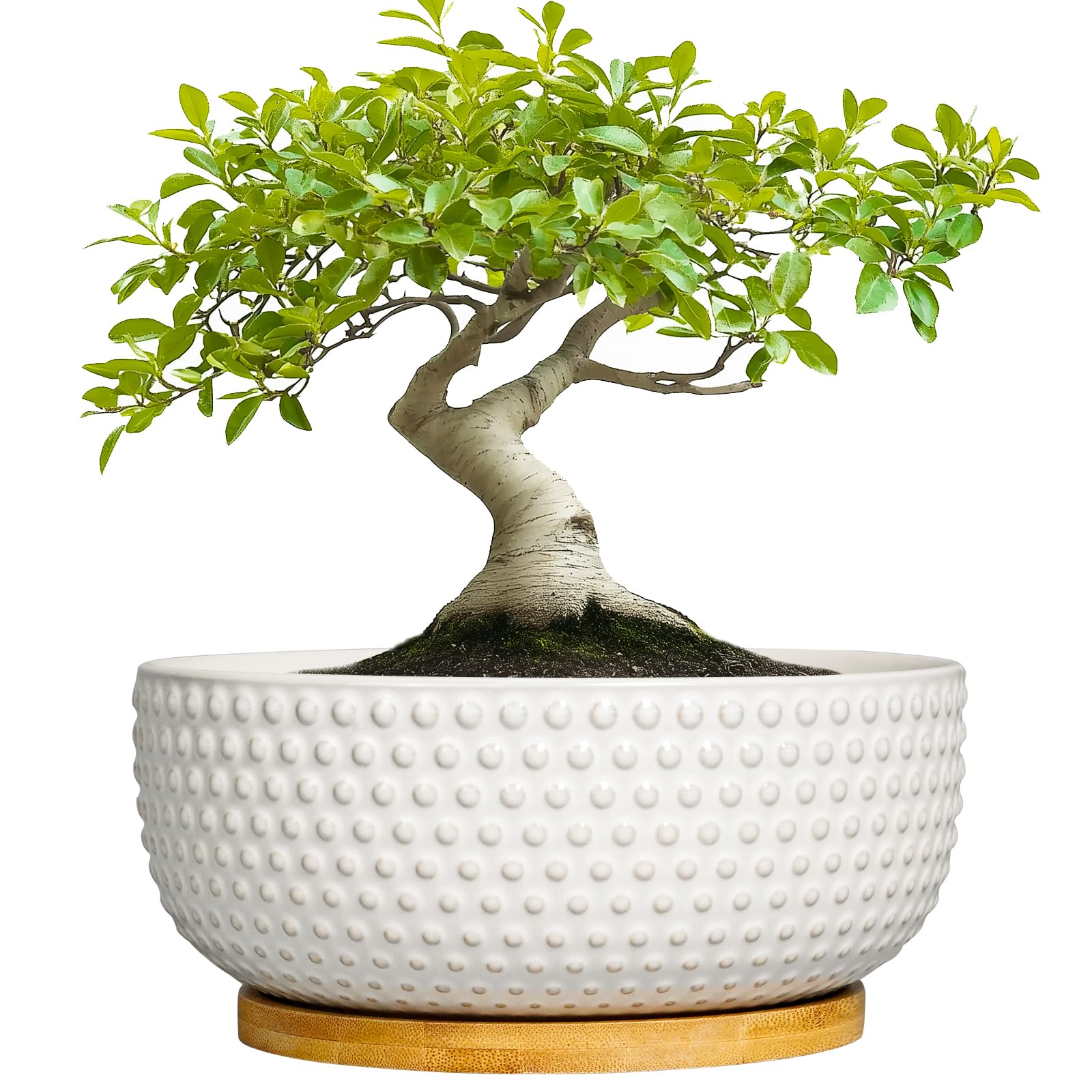 EPFamily white ceramic planter front view showing clean modern look and stylish display