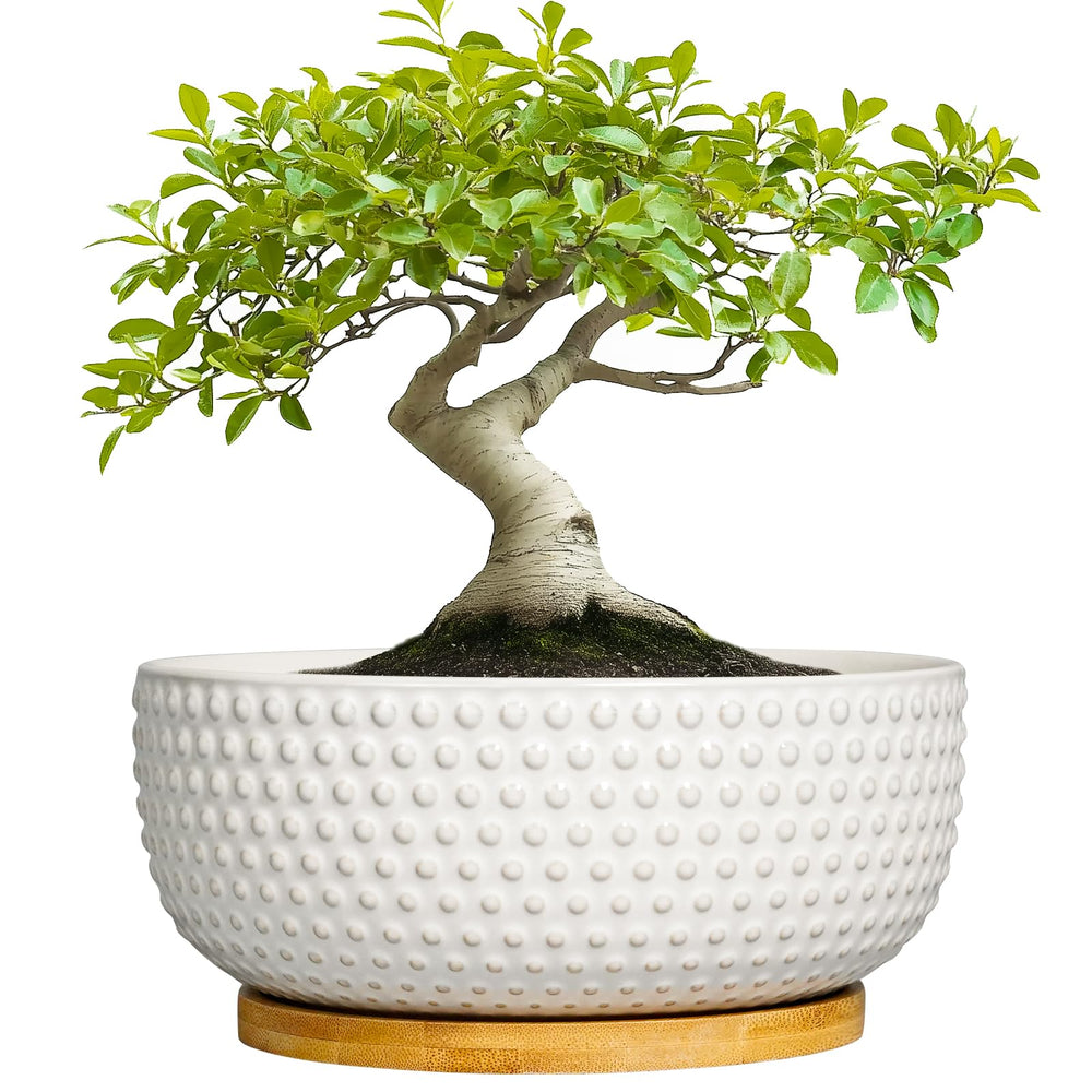 EPFamily white ceramic planter front view showing clean modern look and stylish display