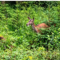 EPIC REPELLENTS granules being applied with spreader for easy coverage