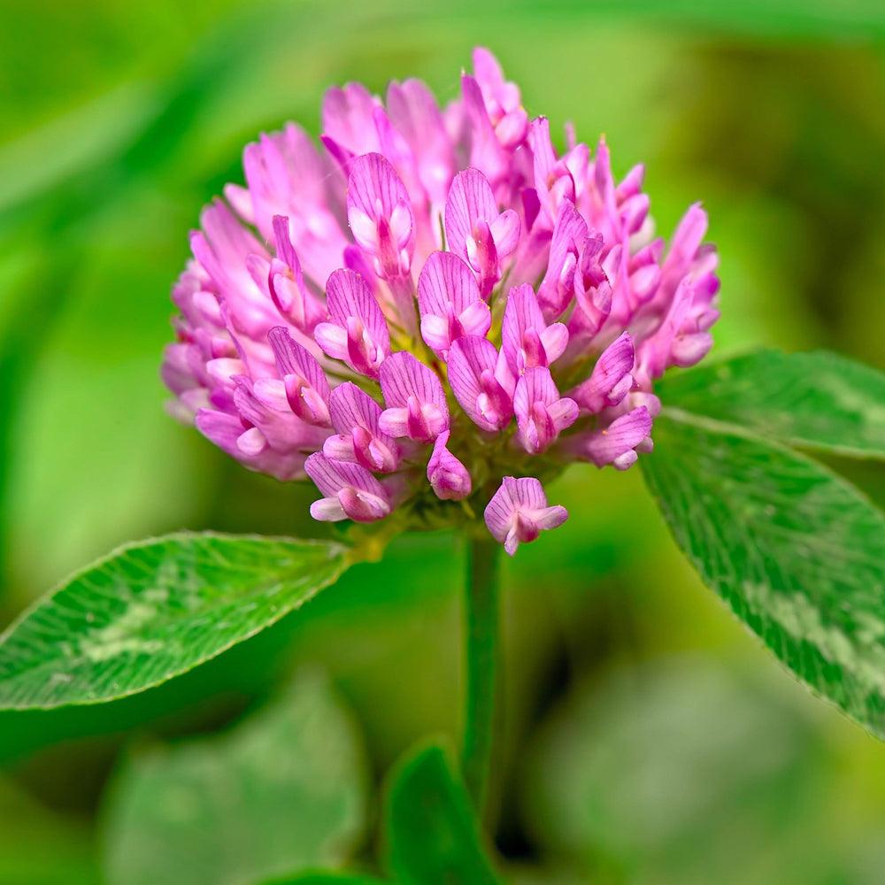 Eretz Tri-Clover hands broadcasting seed demonstrating easy planting and coverage