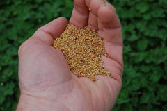 Eretz Tri-Clover seed close-up showing texture and premium quality for even germination