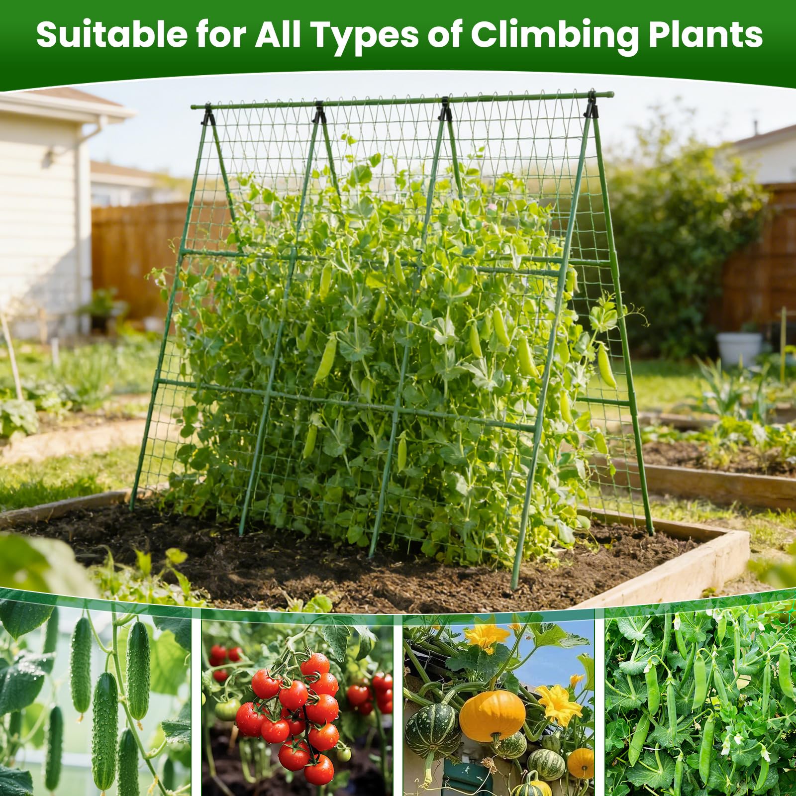 Erinaik two trellises linked as a continuous wall to expand vine coverage
