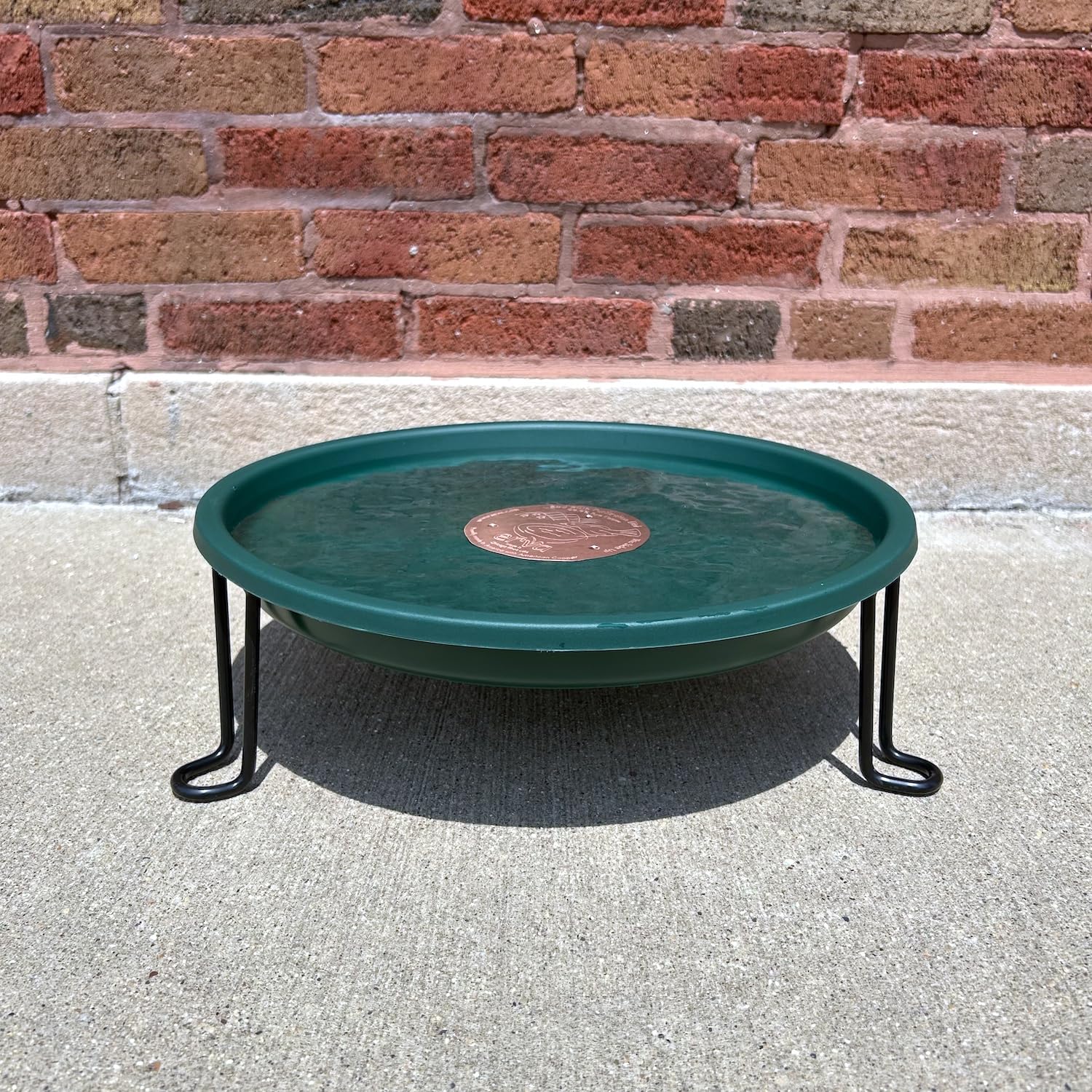 Erva close-up of green BPA-free dish and 1.25 inch depth, easy to clean and safe