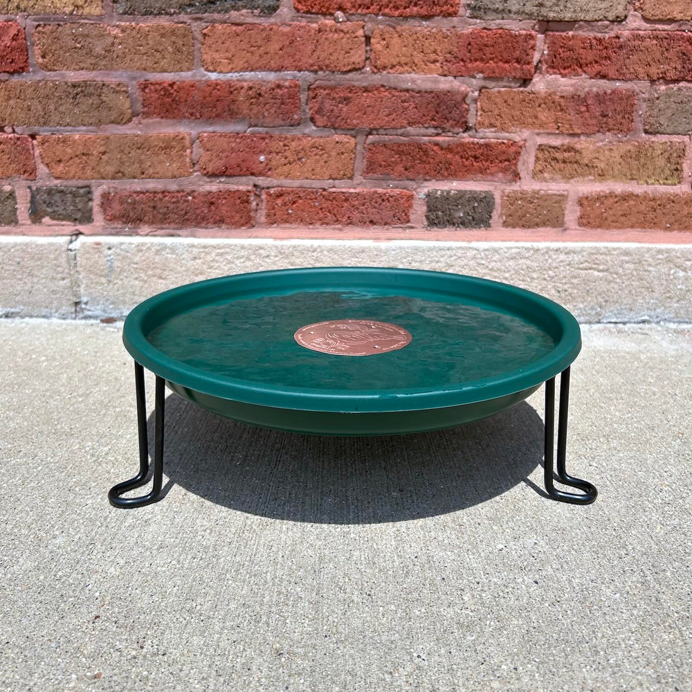 Erva close-up of green BPA-free dish and 1.25 inch depth, easy to clean and safe