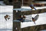 Erva feeder mounted on a yard pole showing stable installation for viewing birds