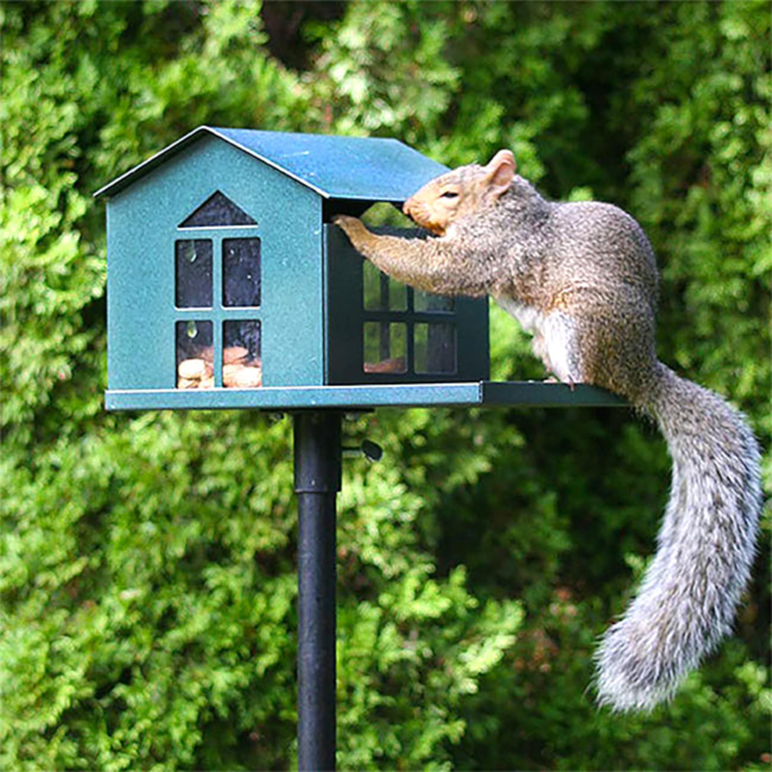 Erva filled with peanuts illustrating capacity and squirrel attraction advantage