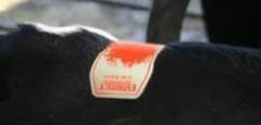 Estrotect sticker applied on cow between hip and tail head showing easy monitoring benefit
