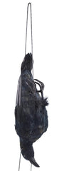 Etistta front view of lifesize crow showing realistic feathered appearance and detail