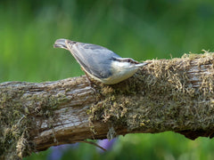 Evergreen Farm and Garden small bird perched feeding on cylinder demonstrating natural feeding behavior