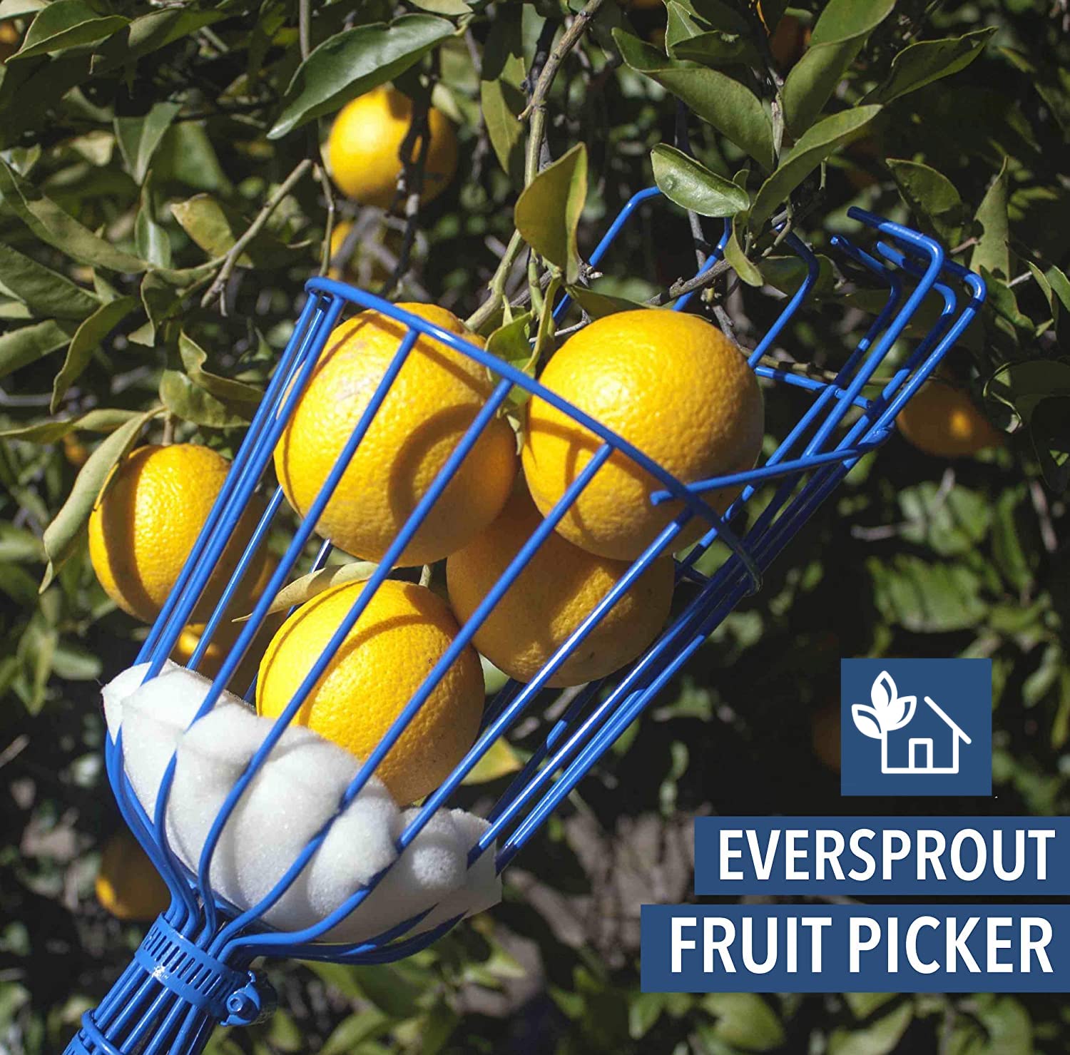EVERSPROUT size comparison with hand showing basket fits mid-size fruit