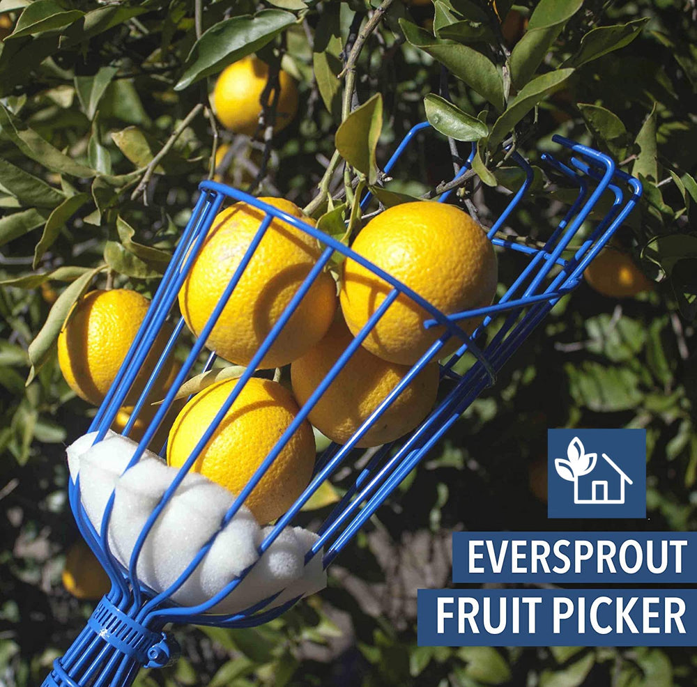 EVERSPROUT size comparison with hand showing basket fits mid-size fruit