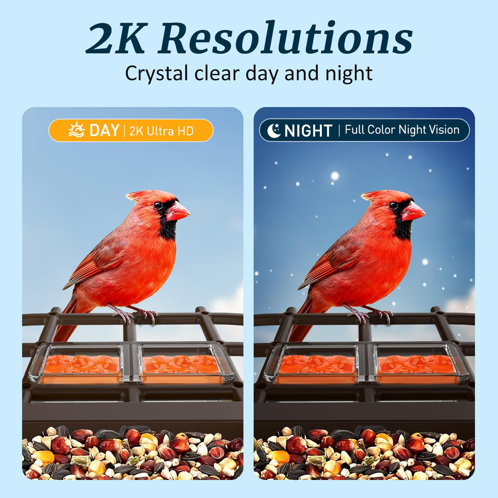 Exubriant app on smartphone displaying live stream for instant backyard viewing