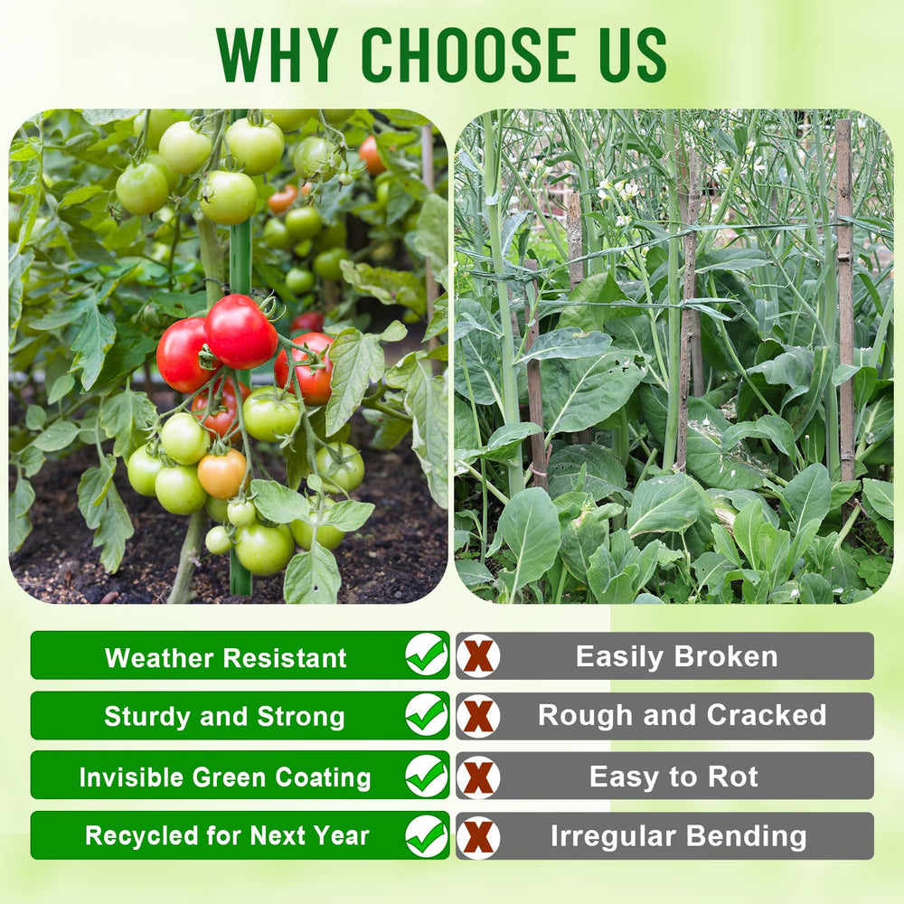 Fabulas stakes supporting tomato plant showing stable upright growth benefit