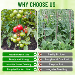 Fabulas stakes supporting tomato plant showing stable upright growth benefit