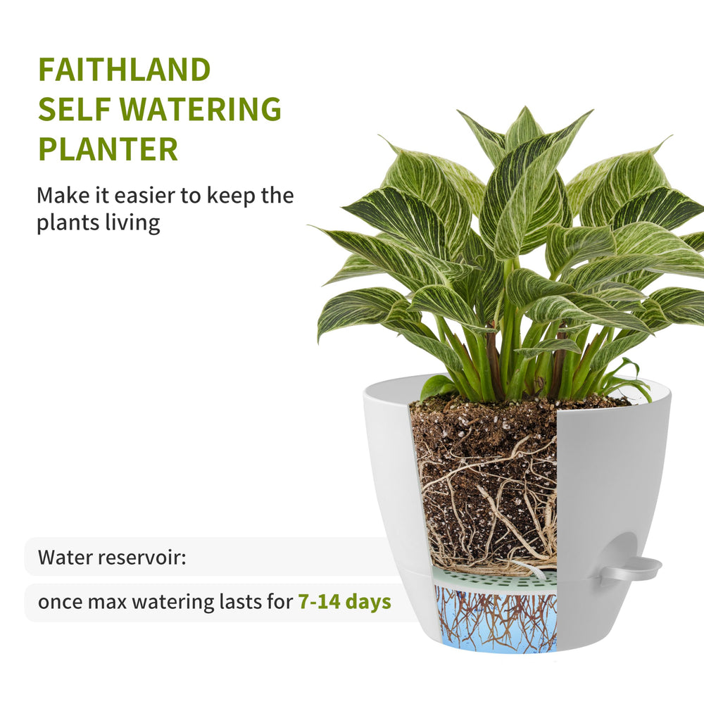 FaithLand 12-inch pot with snake plant adds height and greenery