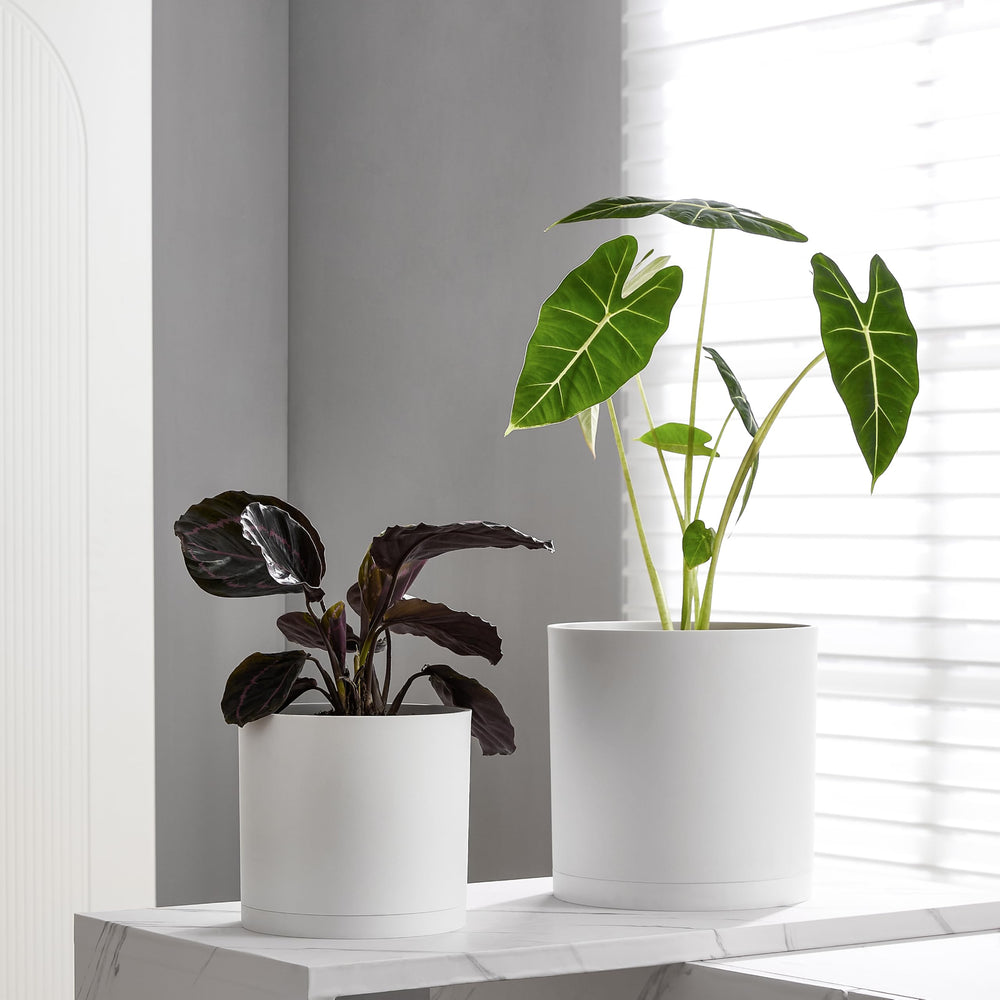FaithLand maceta en sala sosteniendo una Monstera, aporta elegancia inmediata