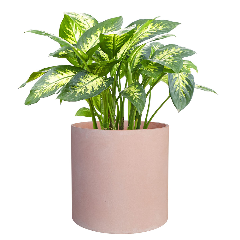FaithLand planter holding Monstera indoors showing elevated decor and plant health