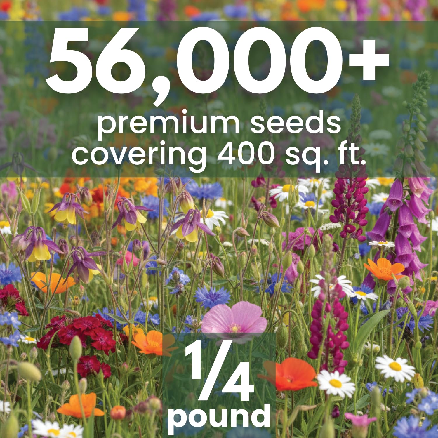 FAMILY SOWN close-up of mixed seeds highlighting texture and seed quality