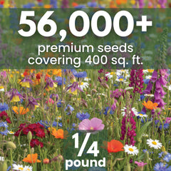 FAMILY SOWN close-up of mixed seeds highlighting texture and seed quality