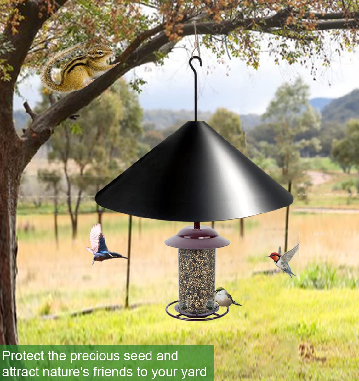 Fandature baffle on a backyard pole feeder creating a peaceful bird feeding area