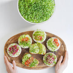 FANHAO trays in use on kitchen counter demonstrating compact indoor sprouting