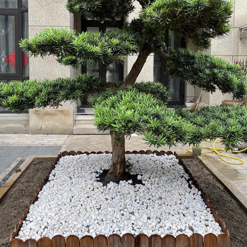 FANTIAN stones forming aquarium bottom layer providing natural decorative base