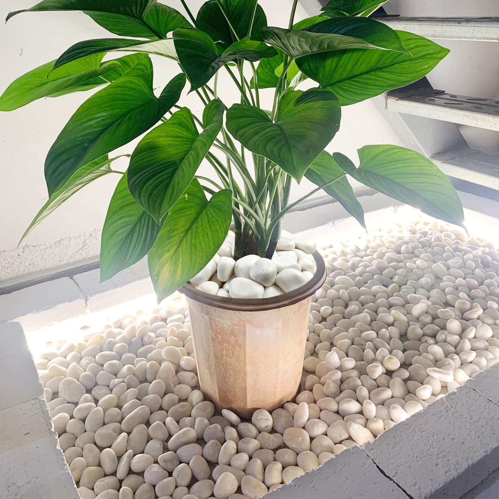 FANTIAN white pebbles lining a garden pathway for clean, low-maintenance edging