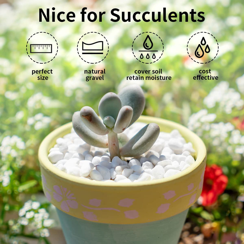 FANTIAN pebbles in planter, highlights clean top-dressing benefit