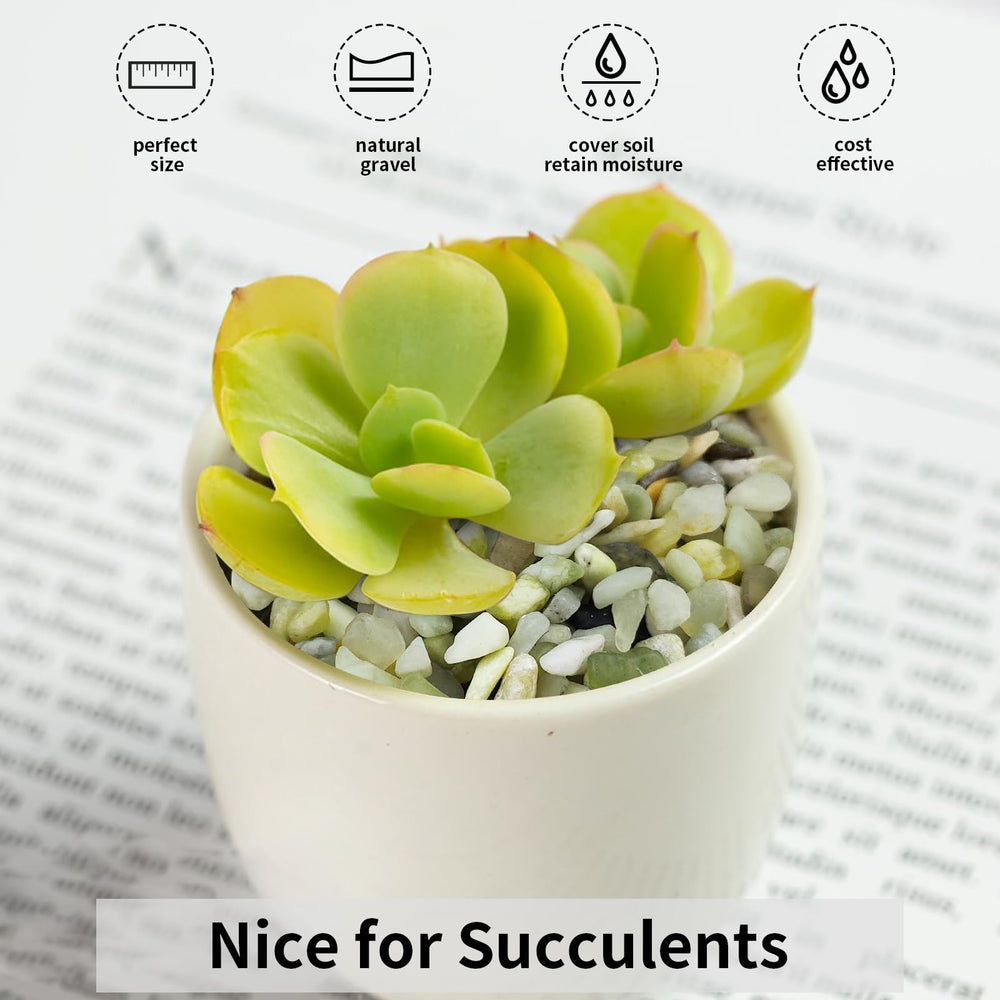 FANTIAN in succulent pot displaying neat top-dressing and reduced soil splash